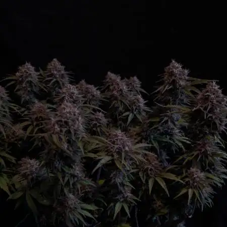 Fast Garden