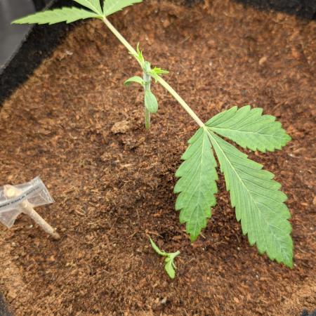 Cherry Cola Auto Fast Buds