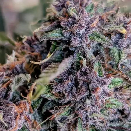 Diablo Rojo XL Auto