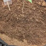 Diablo Rojo XL Auto Take 2