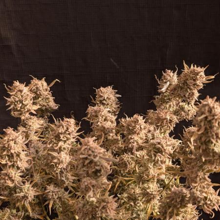 Fast Garden
