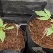 Strawberry Banana and the royal Cheese