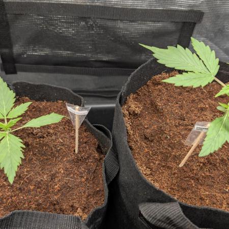 Strawberry Banana and the royal Cheese