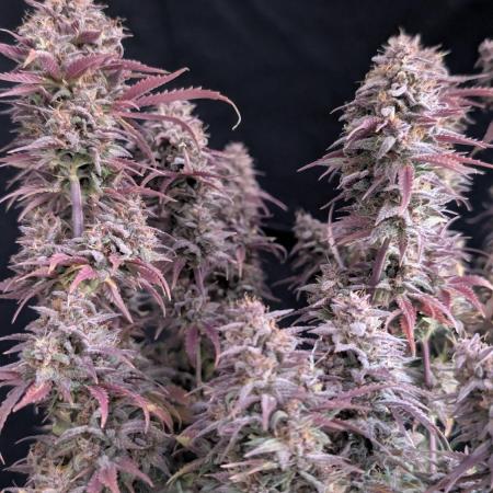 Fast Garden