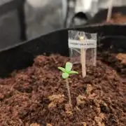 Cherry Cola Auto Fast Buds