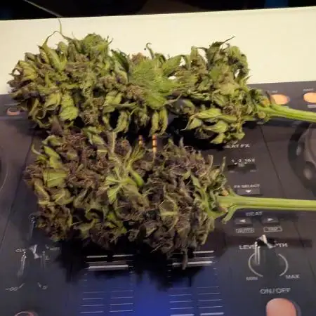 2025 Lemon Cherry Cookies Garden Grow