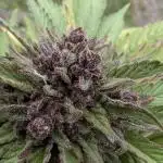 2025 Lemon Cherry Cookies Garden Grow