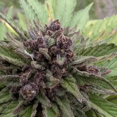 2025 Lemon Cherry Cookies Garden Grow