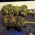 2025 Lemon Cherry Cookies Garden Grow