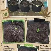 3. Legale Saison Fastberry Auto Outdoor