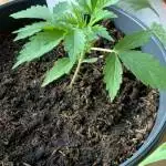 First Grow