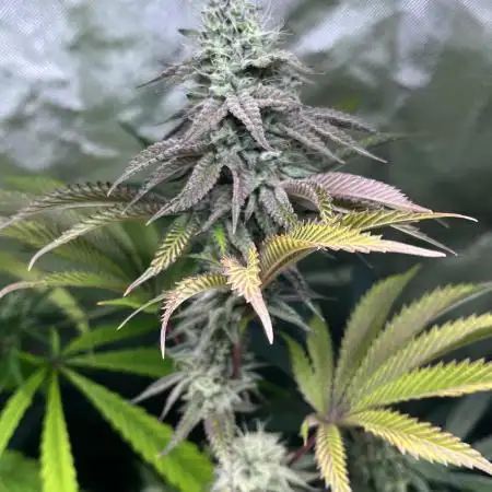 Perfect Triangle