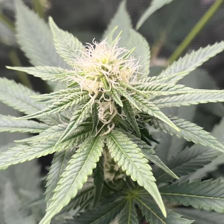 Pollen Chuckin’ !