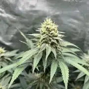 Big Mase! Not the lil one!