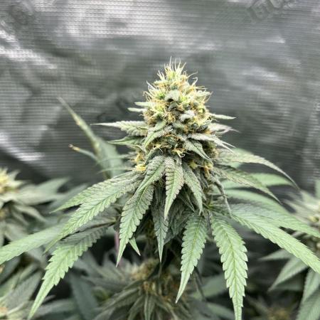 Big Mase! Not the lil one!