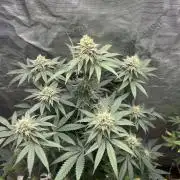 Big Mase! Not the lil one!