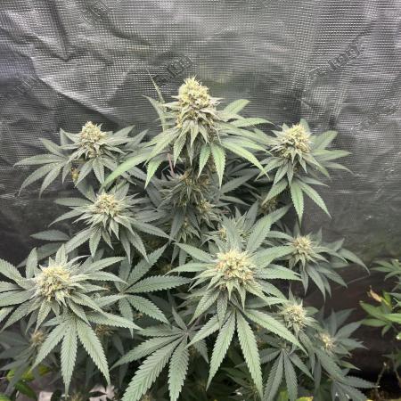 Big Mase! Not the lil one!