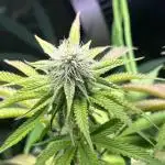 Perfect Triangle