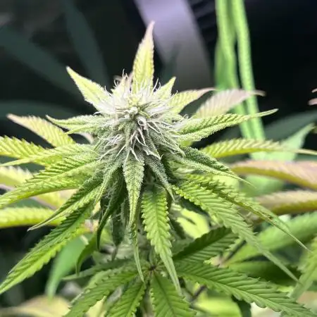 Perfect Triangle