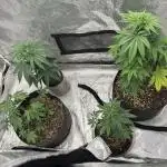 Big Mase! Not the lil one!