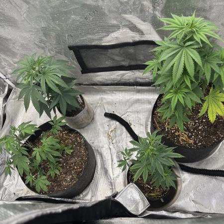 Big Mase! Not the lil one!