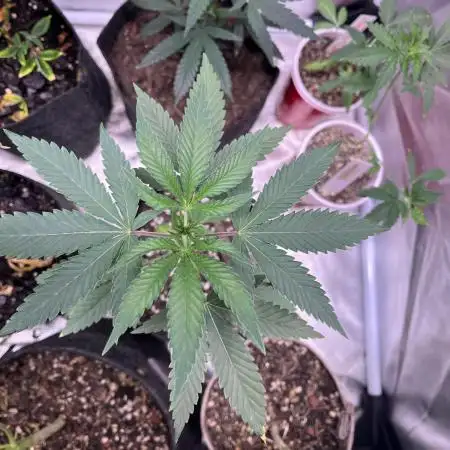 Perfect Triangle