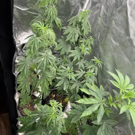 Pollen Chuckin’ !