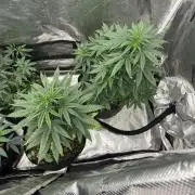 Big Mase! Not the lil one!