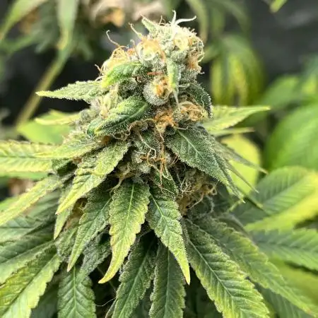 Pollen Chuckin’ !