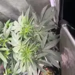 Perfect Triangle