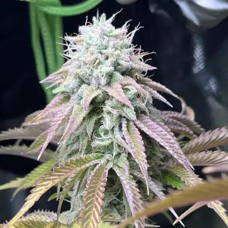 Perfect Triangle