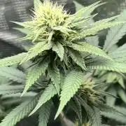 Big Mase! Not the lil one!