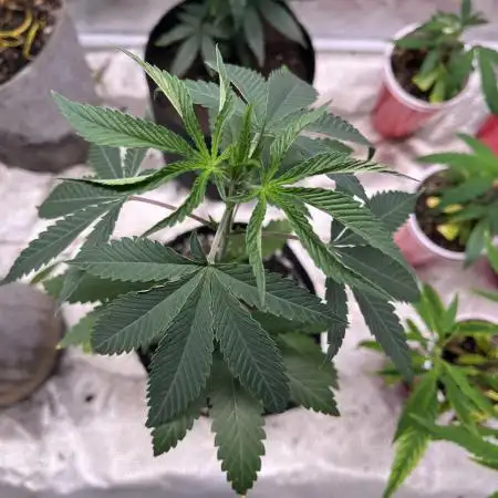 Perfect Triangle