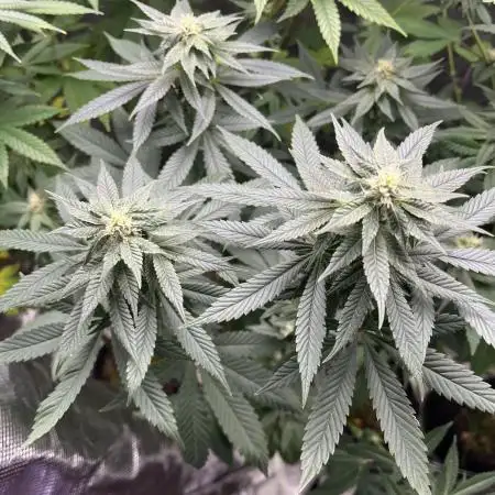 Pollen Chuckin’ !