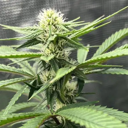 Pollen Chuckin’ !