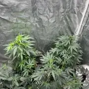 Big Mase! Not the lil one!