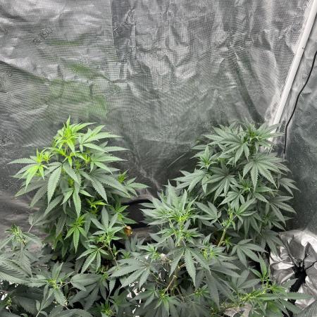 Big Mase! Not the lil one!