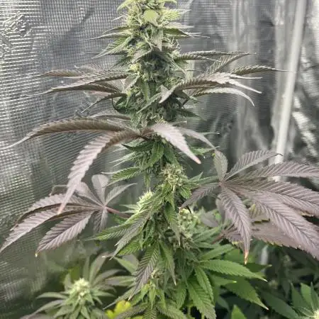 Pollen Chuckin’ !