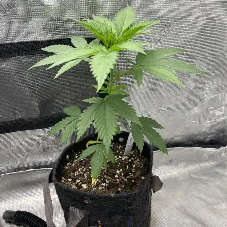 Big Mase! Not the lil one!