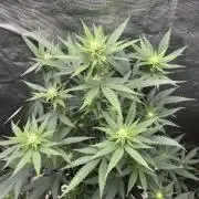 Big Mase! Not the lil one!