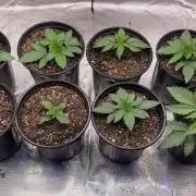 Minnesota Grow