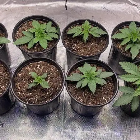 Minnesota Grow