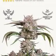 Fast buds grow promo( 419budz)