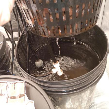 Fast buds grow promo( 419budz)