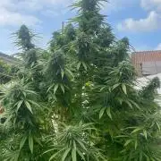 BloomCraft Organics Grow
