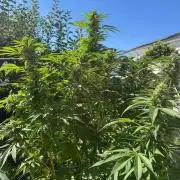 BloomCraft Organics Grow