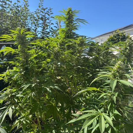 BloomCraft Organics Grow