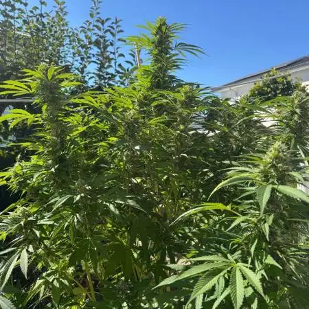 BloomCraft Organics Grow