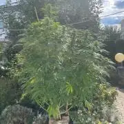 BloomCraft Organics Grow