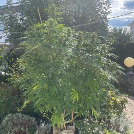 BloomCraft Organics Grow